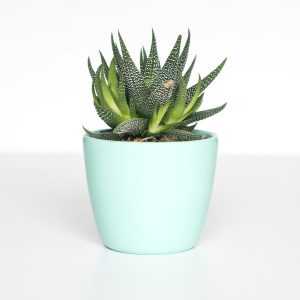 Indoor Plant Pot